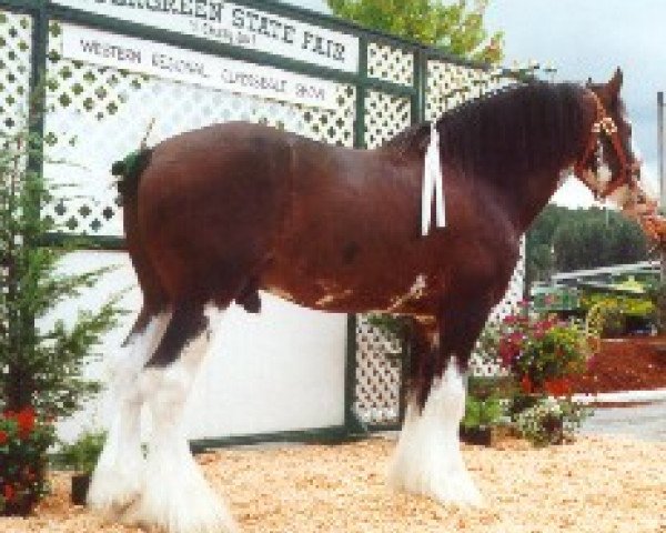 Deckhengst Northwest Glenords U.R. Arrow (Clydesdale, 1991, von Northwest Glenord's Patrick)