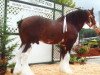 Deckhengst Northwest Glenords U.R. Arrow (Clydesdale, 1991, von Northwest Glenord's Patrick)