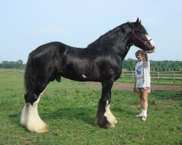 stallion Westedge Major's Lucky (Clydesdale, 2001, from Doura Major)