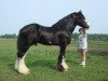 stallion Westedge Major's Lucky (Clydesdale, 2001, from Doura Major)