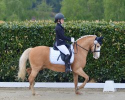 dressage horse Mr. Max (Deutsches Reitpony, 2014, from FS Mr. Right)