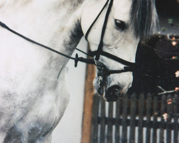 broodmare Nena (Pura Raza Espanola (PRE), 1993, from Arrogante II)