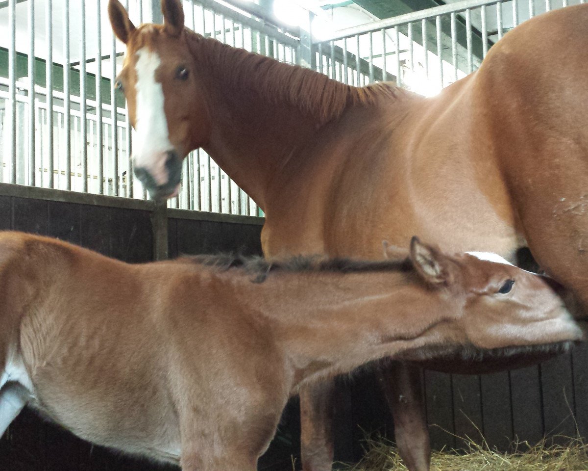 broodmare Paisley (Brandenburg, 1996, from Pay)