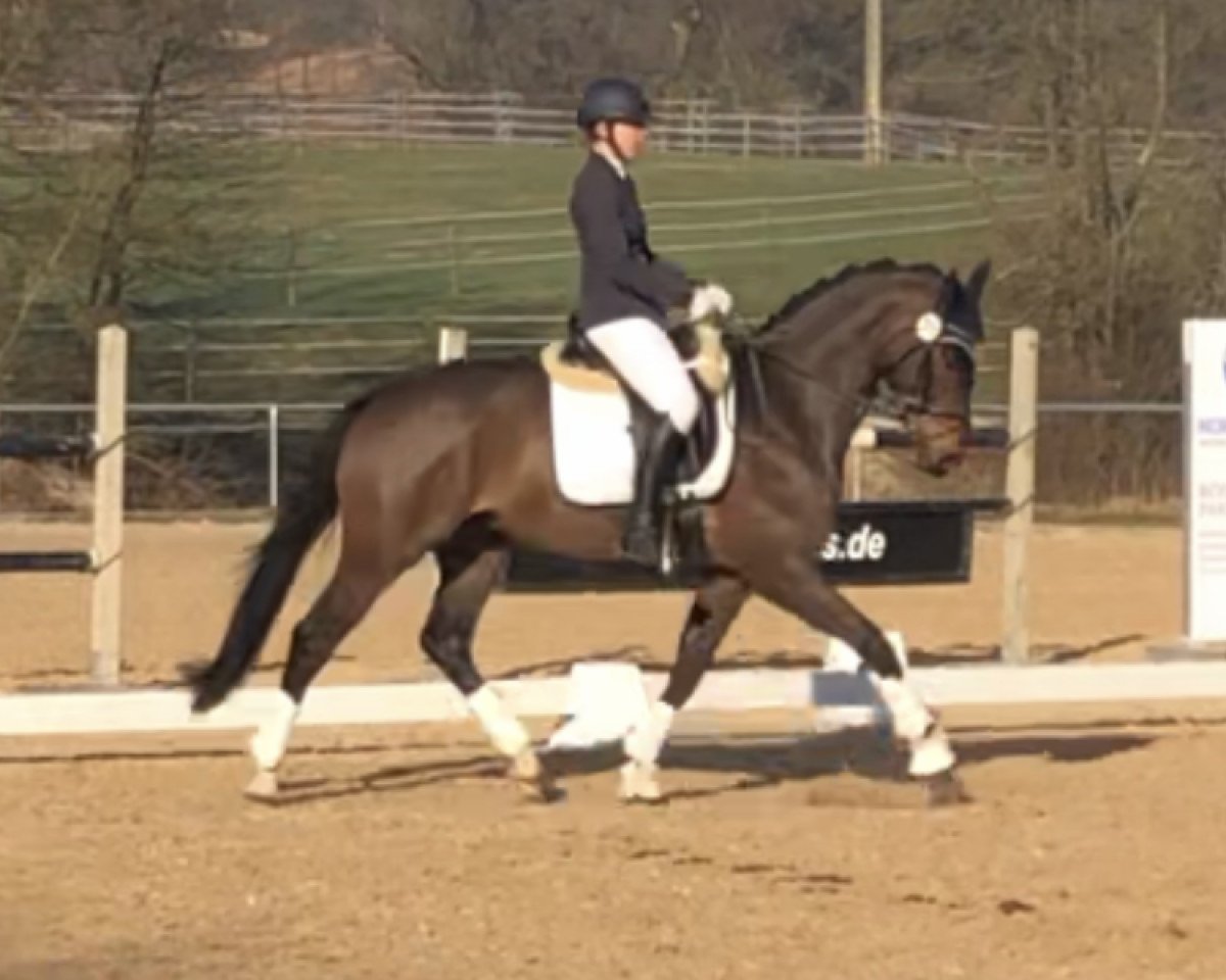 dressage horse Zick Zack 9 (German Sport Horse, 2015, from Birkhof's Zalando OLD)