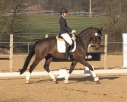 dressage horse Zick Zack 9 (German Sport Horse, 2015, from Birkhof's Zalando OLD)