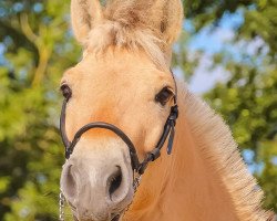 horse Kjannik A&G (Fjord Horse, 2017, from Kjartan)