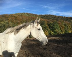 dressage horse Strong Boy (unknown, 2008, from Rastembork)