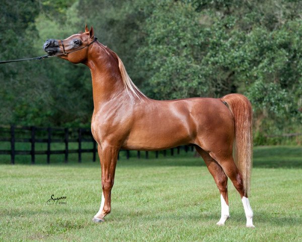 stallion Trussardi (Arabian thoroughbred,  )
