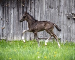 dressage horse Seravino KW (Austrian Warmblood, 2019, from Secret)