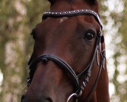 dressage horse Rolling Stones (Romanian Warmblood, 2004, from Cantemir)