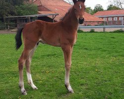 dressage horse Hengst von Benefit / Floriscount (Oldenburg, 2019, from Benefit)