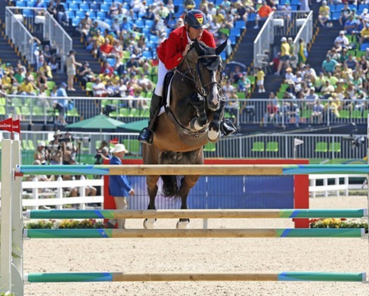 stallion Taloubet Z (KWPN (Royal Dutch Sporthorse), 2000, from Galoubet A)
