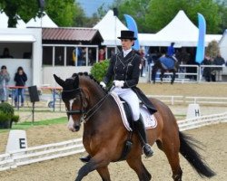 dressage horse Cayuno (Mecklenburg, 2010, from Casino Royal)