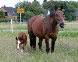 broodmare Finesse (Rhinelander, 2000, from Fidermark)