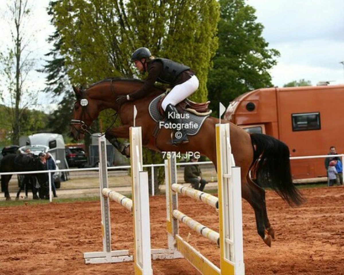 broodmare Wolkenstürmer's Silent Whisper (Zweibrücken, 2013, from Wolkenstürmer)