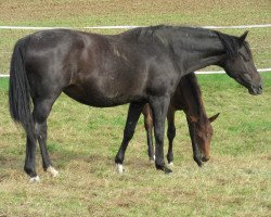 dressage horse Scarlett (Hannoveraner, 2006, from Sandro King)