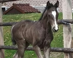 broodmare Escada (Westphalian, 2019, from Escamillo)