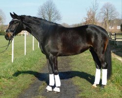 dressage horse Gridante (Westphalian, 2014, from Grimani)