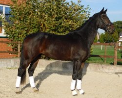 dressage horse Fürstenglanz FF (Westphalian, 2014, from Feedback 16)