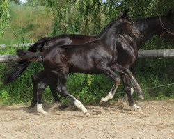 dressage horse Dangelina (Oldenburg, 2019, from For Romance I)