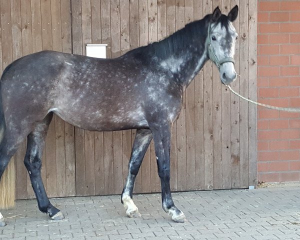 broodmare Falafel (Westphalian, 2012, from Fairbanks)