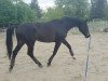 dressage horse Heartbreaker 85 (Oldenburg, 2015, from Herzberg)