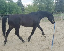 dressage horse Heartbreaker 85 (Oldenburg, 2015, from Herzberg)