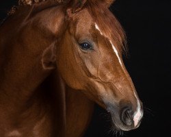 dressage horse Dehli 2 (Westphalian, 2008, from De Niro)