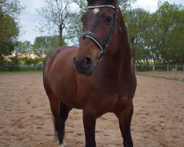dressage horse Bernadotte K (Hanoverian, 2005, from Brentano II)