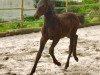 jumper Lysann (Oldenburg show jumper, 2019, from Armitage)