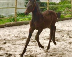 jumper Lysann (Oldenburger Springpferd, 2019, from Armitage)