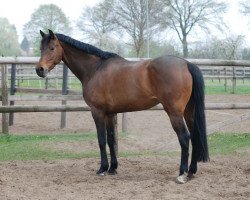 broodmare Nanini F. (Oldenburg, 2004, from Carry Gold)