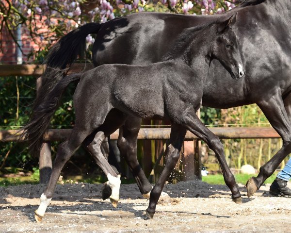 dressage horse Sorafina (Oldenburg, 2019, from Totilas)