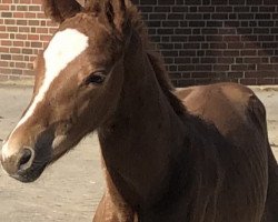 jumper Icarus Eragon de Cologne (Oldenburg, 2019, from Icare d'Olympe AA)