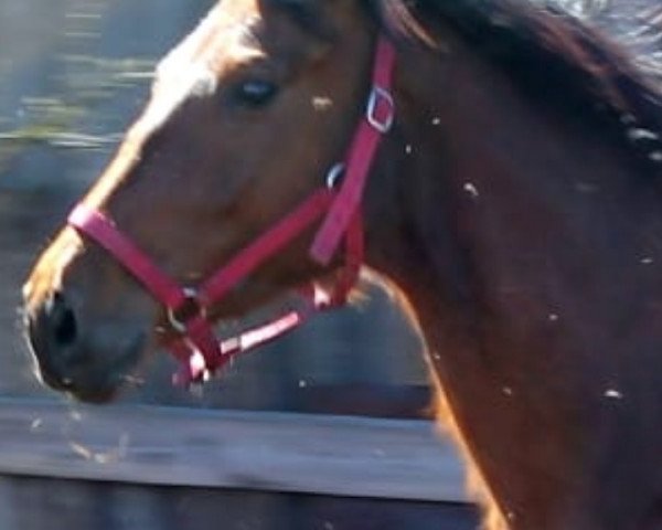 broodmare Eden Rouz (Rose) (Russian Trakehner, 2015, from Episod)