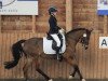 dressage horse Koedijk's Arabel (New Forest Pony, 2005, from Marnehoeve's Everest)