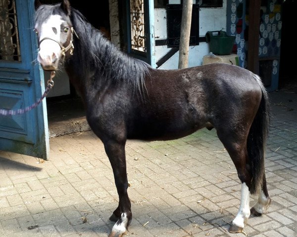 Deckhengst Golo (Welsh Mountain Pony (Sek.A), 2017)