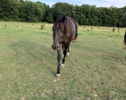 broodmare Lobita (Mecklenburg, 2000, from Lomber)