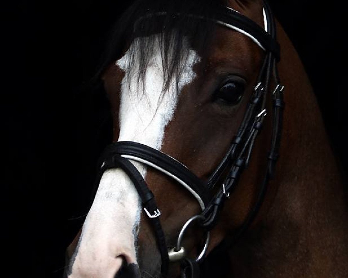 Zuchtstute Claire de Lune (Deutsches Reitpony, 2010, von Jonker's Socrates)