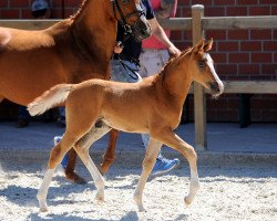 Springpferd Perfect Hugo KH (Deutsches Reitpony, 2019, von Pinocchio S.w.)