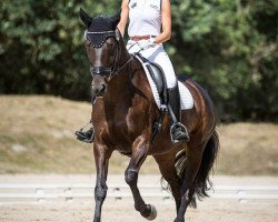 dressage horse Double Chocolate (Hanoverian, 2011, from Dauphin)