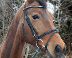 broodmare Rhapsodie (Saxony-Anhaltiner, 1997, from Rohdiamant)