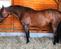 broodmare Lorina (Hanoverian, 2004, from Lord Sinclair I)