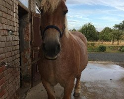 broodmare Eike (Rhenish-German Cold-Blood, 2009, from Enzo)