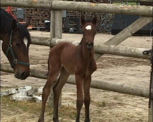 dressage horse Lyanna SL (Westphalian, 2019, from La Vie)