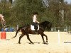 dressage horse Skyfall (KWPN (Royal Dutch Sporthorse), 2014, from All At Once)