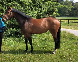 horse Casa Lady (Zangersheide Reitpferd, 2015, from Scuderia 1918 Casago)