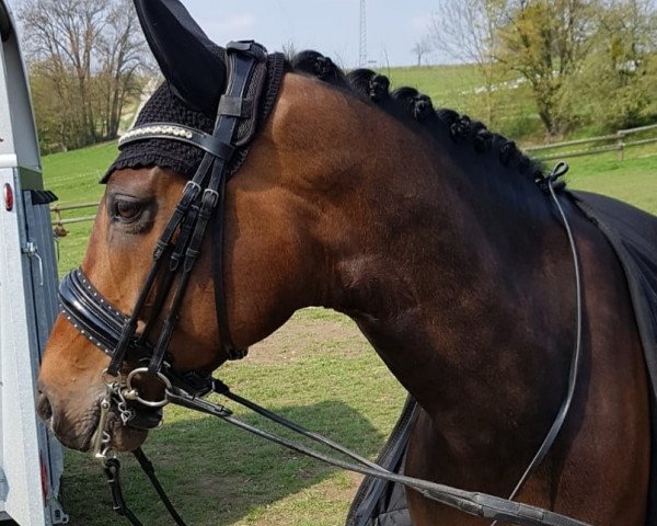 dressage horse Don Vito 20 (Hanoverian, 2011, from Don Crusador)