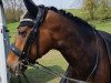 dressage horse Don Vito 20 (Hanoverian, 2011, from Don Crusador)