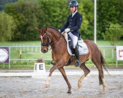 dressage horse Maxi L (German Riding Pony, 2011, from Top Carlos Cassini)